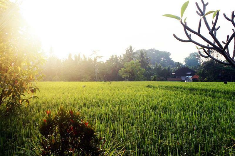 Bening Bungalow Ubud Esterno foto